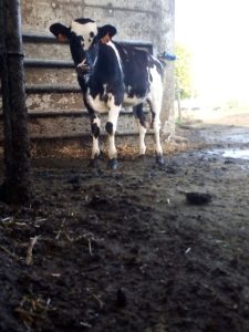 veau, élevage, vache