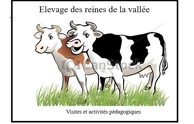 vaches, bien-être animal, élevage laitier